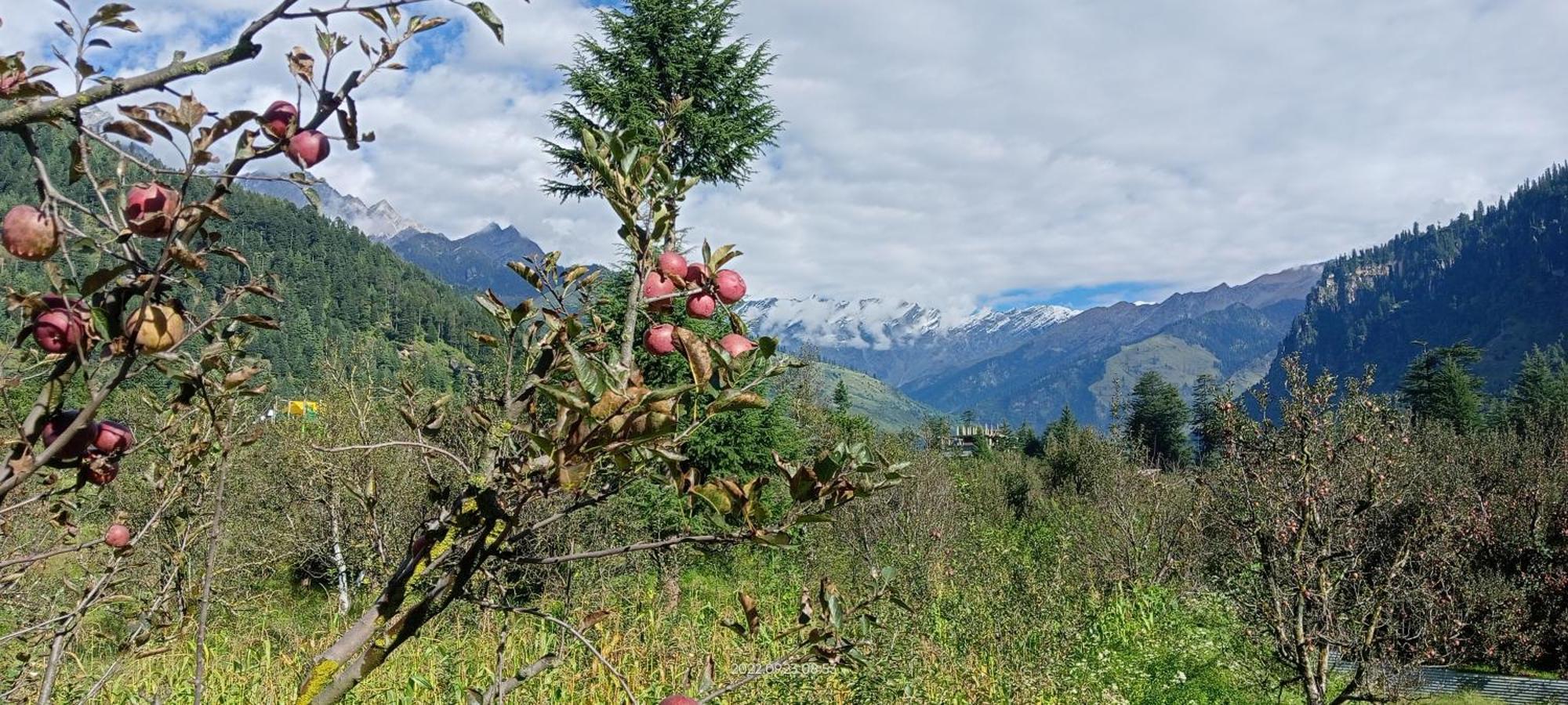 Hotel Apple Flower Manali (Himachal Pradesh) Luaran gambar